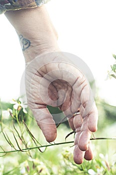 Close up of hand touching softly green grass and blossom. Welcome spring. Springtime and outdoors leisure activity. People loving