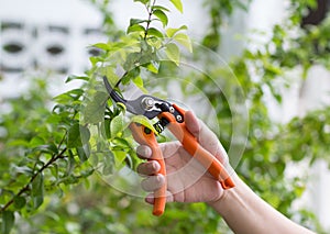 Close up of hand trimming plants with pruning shears