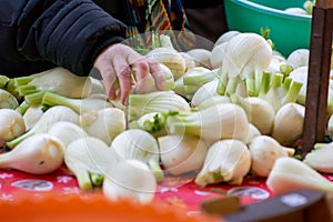 Close Up of Hand of Woman Choosing Fresh Fennels at the Italian market
