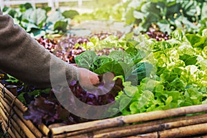 close up hand woman picking vegetable from  garden