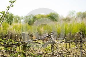 Close-up of a hand woven garden fence using brambles, small branches and twigs to help protect the environment.