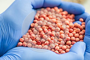 Close-up of a handful in the hands in the form of a heart etched soybean seeds