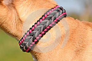 Close up of handmade woven dog collar made from paracord material