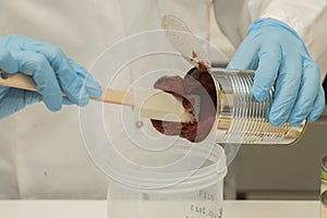 Close-up of hands with blue nitril gloves taking out tomato mash sample from a can.