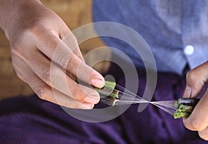 Close up of hands of burmese man making silk thread from lotus plant