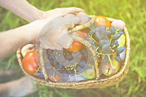 Close up hands collect fresh tomato and grapes with peaches in basket on the grass