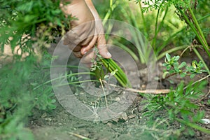 Close up of hands effortfully pulling out weeds preventing land from destruction in garden. Process of working in