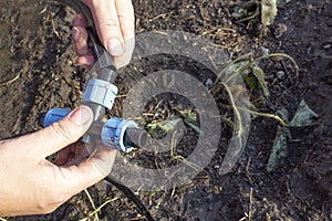 Close-up of the hands of an elderly Caucasian woman screwing the fitting onto the drip irrigation hose.