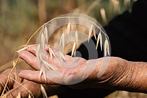 Close up of hands examining oat growth.