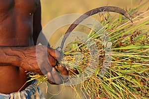 Close-up of the hands of a famer near Jagdalpur, India