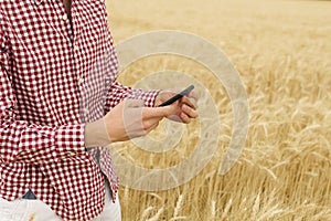 Close up hands of Farmer or agronomist inspecting quality of wheat plants in field and taking photo using mobile phone. Eco food