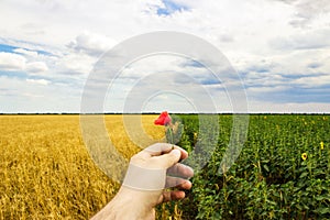 Close-up of hands and flower of a wild poppy, field of sunflowers and wheat in the background