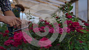 Close-up hands gardener florist. modern rose farmers walk through the greenhouse with a plantation of flowers, touch the