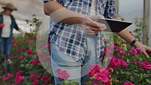 Close-up hands gardener florist. Modern rose farmers walk through the greenhouse with a plantation of flowers, touch the