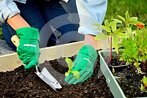 Close-up hands in gloves planting sprout