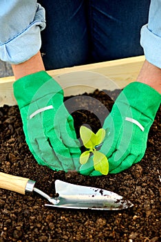 Close-up hands in gloves planting sprout