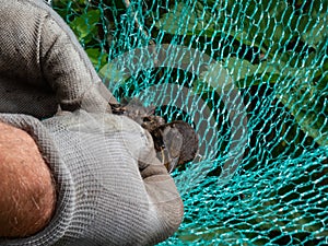 Close-up of hands in glowes trying to free with hands and knife a bird tangled in green, nylon bird netting in garden to protect