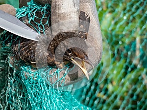Close-up of hands in glowes trying to free with hands and knife a bird tangled in green, nylon bird netting in garden to protect