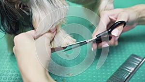 Close up hands of groomer cuts fur on paws of dog with scissors. Grooming of yorkshire terrier