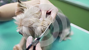 Close up hands of groomer cuts hair on dog ear with scissors.Yorkshire terrier in pet grooming salon