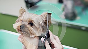 Close up hands of groomer cuts hair on dog ear with scissors.Yorkshire terrier in pet grooming salon