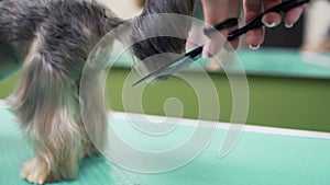 Close up hands of groomer cuts hair with scissors on tail of small dog. Professiona animal care