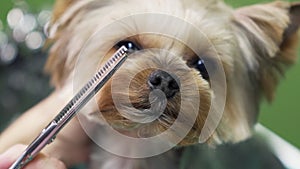 Close up hands of groomer cuts yorkshire terrier dog hair on muzzle with scissors in grooming salon