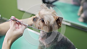 Close up hands of groomer cuts yorkshire terrier dog hair on muzzle with scissors in grooming salon