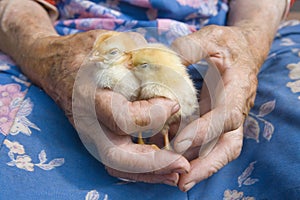 Close up of hands holding chicken