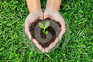 Close-up of hands holding fertile soil with a large sprout against the background of bright green grass