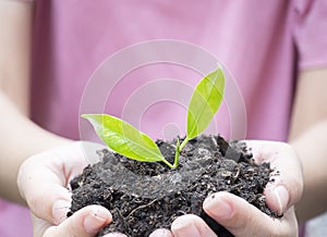 Close up hands holding young plant for planting. World environment day concept with girl