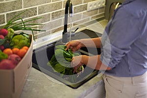 Close-up hands of a housewife washing fresh organic spinach leaves under flowing water in the sink at home kitchen