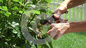 Close up of hands pruning yellow roses with shears