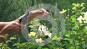 Close up of hands pruning yellow roses with shears