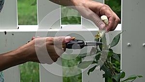 Close up of hands pruning yellow roses with shears