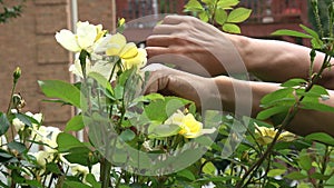 Close up of hands pruning yellow roses with shears