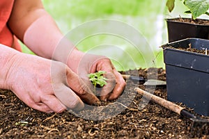 Close-up of hands transplanting seedlings. Preparing seedlings for new growth and seasonal planting. Gardening concept