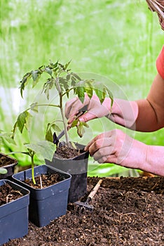 Close-up of hands transplanting seedlings. Preparing seedlings for new growth and seasonal planting. Gardening concept