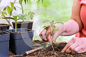 Close-up of hands transplanting seedlings. Preparing seedlings for new growth and seasonal planting. Gardening concept