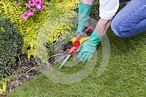 Close Up of Hands Trimming Grass with Clippers