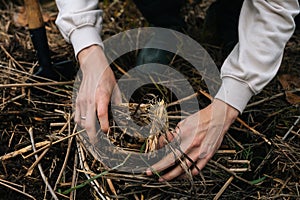 Close-up hands of unrecognizable survivalist male putting brushwood on campfire to making fire in forest. photo