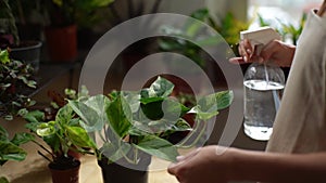 Close-up hands of unrecognizable young woman spraying water on houseplants in flower pots by sprayer