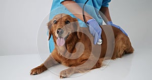 Close-up of the hands a veterinarian who listens through a stethoscope of a dog.