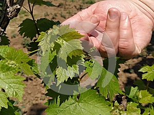 Close up of the hands of a vintner or grape farmer inspecting the grape harvest. Men`s hands and vine. Young shoots of