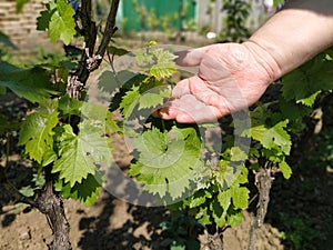 Close up of the hands of a vintner or grape farmer inspecting the grape harvest. Men`s hands and vine. Young shoots of grapes