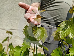 Close up of the hands of a vintner or grape farmer inspecting the grape harvest. Men`s hands and vine. Young shoots of grapes wit