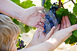 Close-up of hands of winemaker, wine grower or grape picker and child with ripe blue grapes on grapevin. Man harvesting