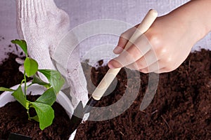 Close-up of the hands of a woman with a child, her son transplants a green plant with leaves in a pot