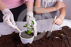 Close-up of the hands of a woman with a child, her son transplants a green plant with leaves in a pot