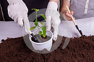 Close-up of the hands of a woman with a child, her son transplants a green plant with leaves in a pot
